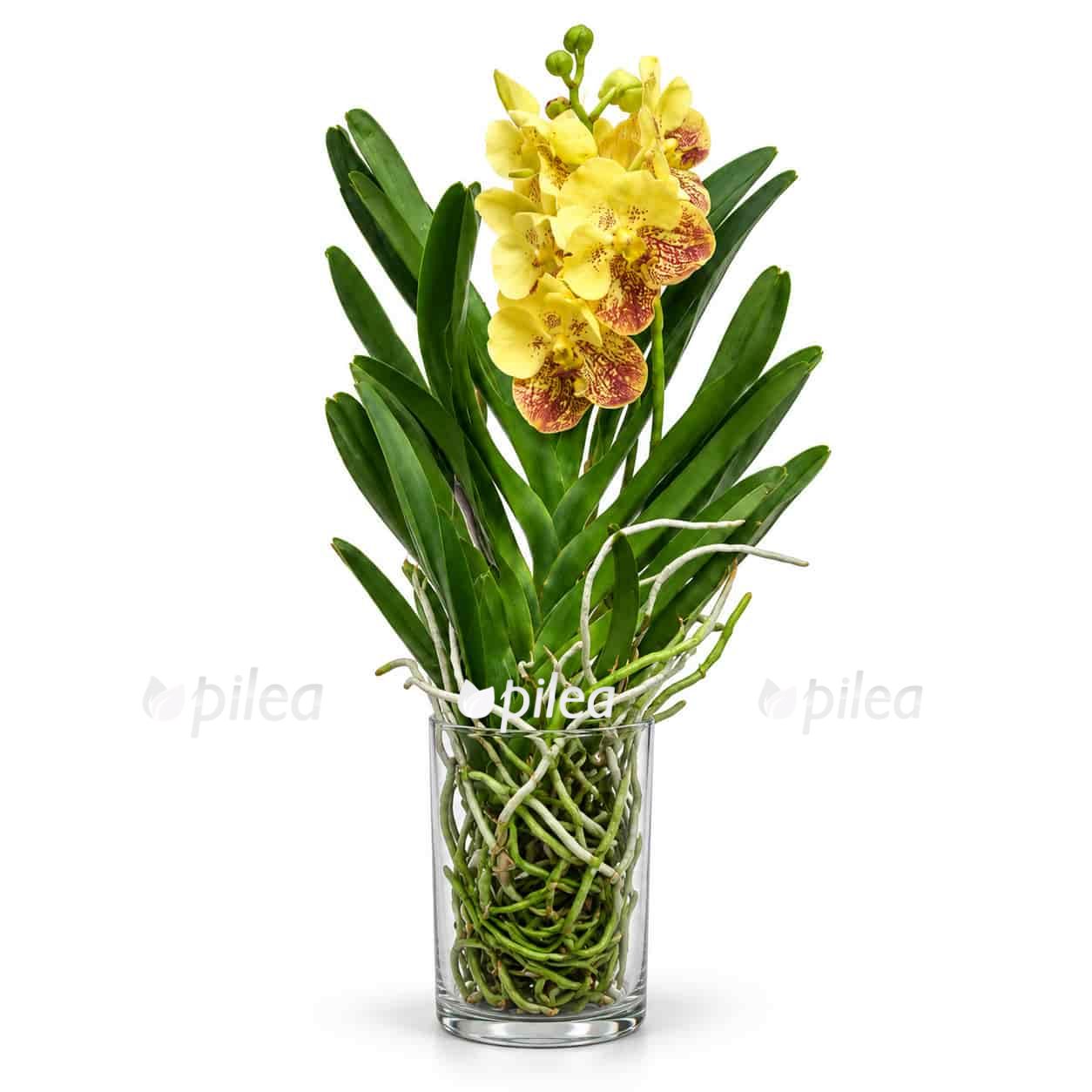vanda-v-steklyanoy-vaze vanda v steklyanoy vaze